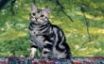 Tapety na plochu - Cat looking up