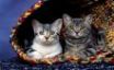 Tapety na plochu - Cats in basket