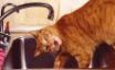 Tapety na plochu - Dripping cat