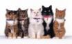 Tapety na plochu - Cats line up