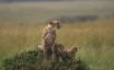 Tapety na plochu - Cheetah and cubs