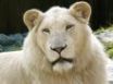 Tapety na plochu - White Lion