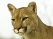 Tapety na plochu - Wild cat
