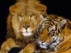 Tapety na plochu - Lion and tiger