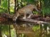Tapety na plochu - Jaguar and water