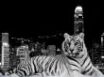 Tapety na plochu - Tiger and the city