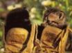 Tapety na plochu - Cats in the shoes