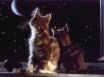 Tapety na plochu - Watching the moon