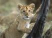 Tapety na plochu - Lion cub