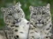 Tapety na plochu - Beuatiful twin cats