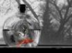 Tapety na plochu - Cat watching fish