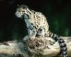Tapety na plochu - Clouded Leopard