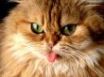 Tapety na plochu - Cat with tongue