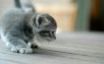 Tapety na plochu - Kitten scouting