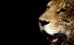 Tapety na plochu - Leopard head