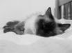 Tapety na plochu - cat