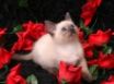 Tapety na plochu - Cavalier of Roses