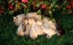 Tapety na plochu - Little Kitten