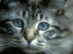 Tapety na plochu - Cat Eyes