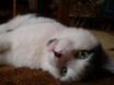 Tapety na plochu - White Cat