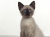 Tapety na plochu - Siamese