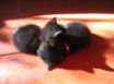 Tapety na plochu - Twin cats