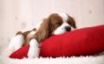 Tapety na plochu - Sleeping puppy