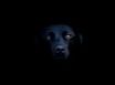 Tapety na plochu - Dog in the shadow