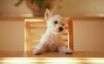 Tapety na plochu - Dog at the table