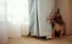 Tapety na plochu - Dog at the window