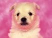 Tapety na plochu - Puppy Dog