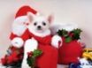 Tapety na plochu - Santa Puppy Dog