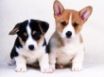 Tapety na plochu - Two Little Dogs