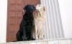 Tapety na plochu - Dogs Couple