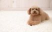 Tapety na plochu - Puppy Dog