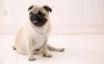 Tapety na plochu - Sitting Pug