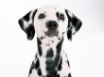 Tapety na plochu - Dalmatian