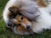 Tapety na plochu - Sheltie Dog
