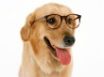 Tapety na plochu - Wearing Glasses