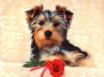 Tapety na plochu - Cute Dog