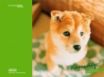 Tapety na plochu - Foxy dog
