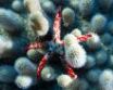 Tapety na plochu - Sea star