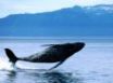Tapety na plochu - Whale in air