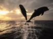 Tapety na plochu - Dolphins jumping