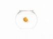 Tapety na plochu - Small orange fish