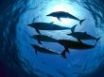 Tapety na plochu - Dolphins swimming