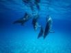 Tapety na plochu - Dolphin