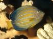 Tapety na plochu - Angelfish