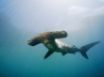 Tapety na plochu - Hammerhead Shark