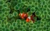 Tapety na plochu - Clown Fish